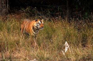 s2012-12-18-tiger2