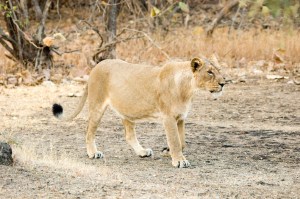 s2012-12-31-Asiatisktlejon3