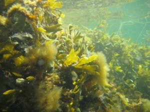 s2013-07-26-undervattensfoto1