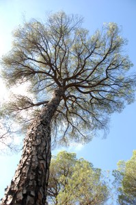 s2012-10-27-Donana-träd1