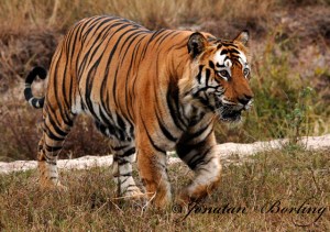 s2012-12-18-tiger6-ed1