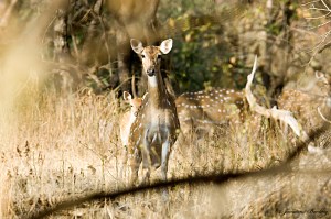 ss2012-12-31-spotteddeer