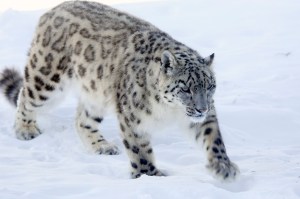 23 October marks the day when the International Snow Leopard Day coincides with the International Snow Leopard Year of 2015.