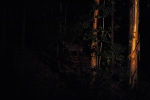 A puma prowls the edge of the forest.