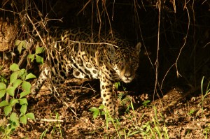 Once the sun has set this jaguar male goes into the forest and we head back home for the night.