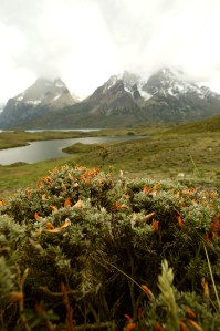 Towers of the Paine, along with lake Nordenskjöld, in Torres del Paine National Park.