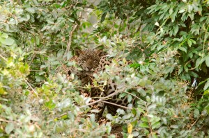 The jaguar is one of the most amzing animals in the world.