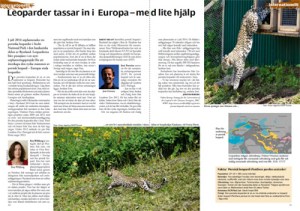 Persian leopards are being reintroduced to Europe.